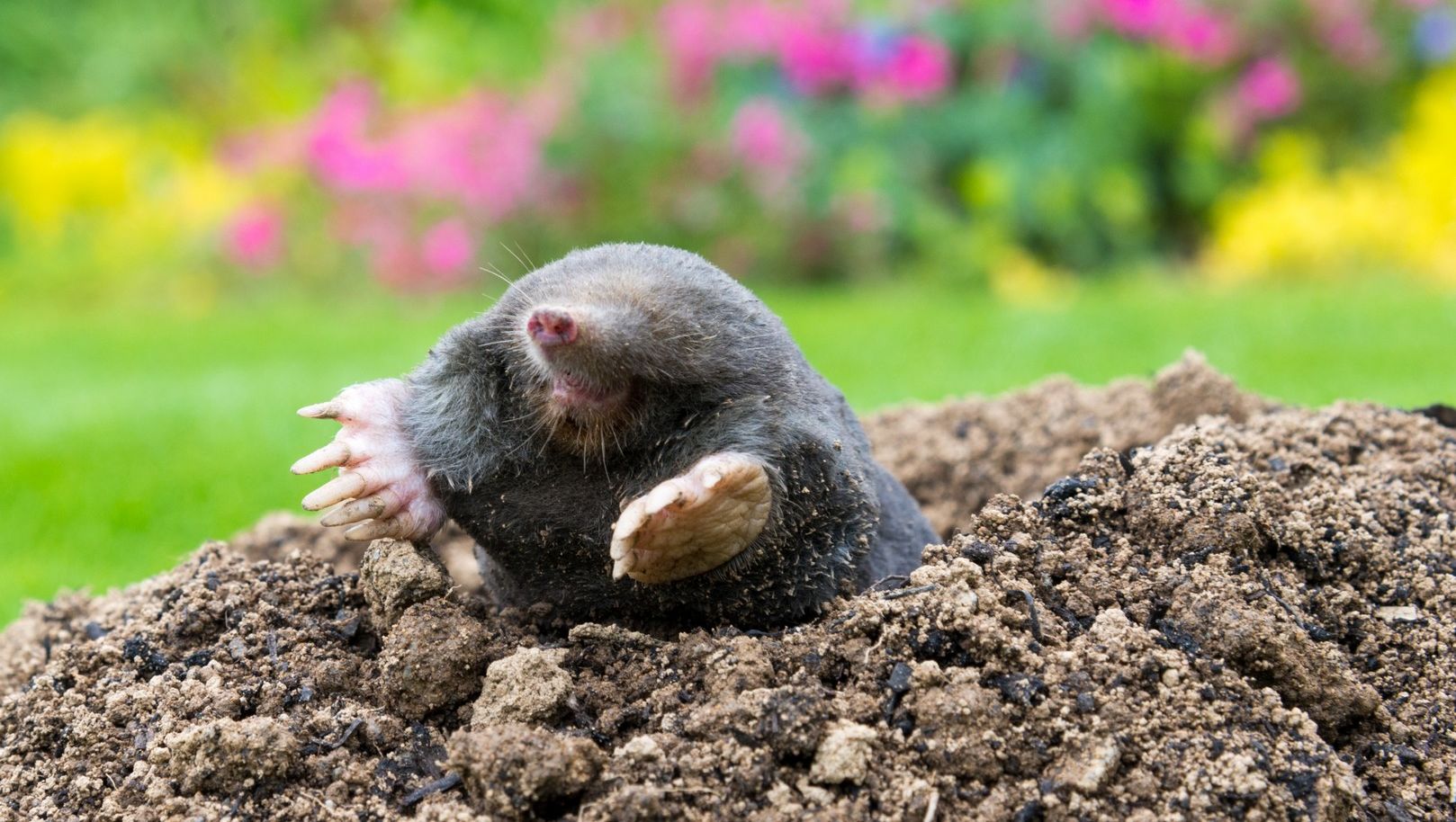 Moles