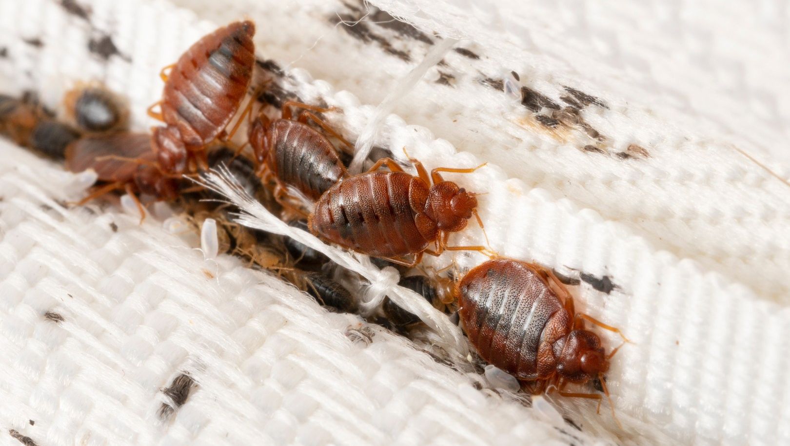 Bed Bugs