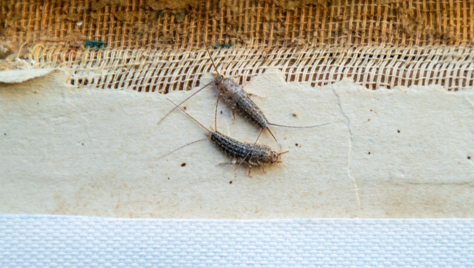 Silverfish